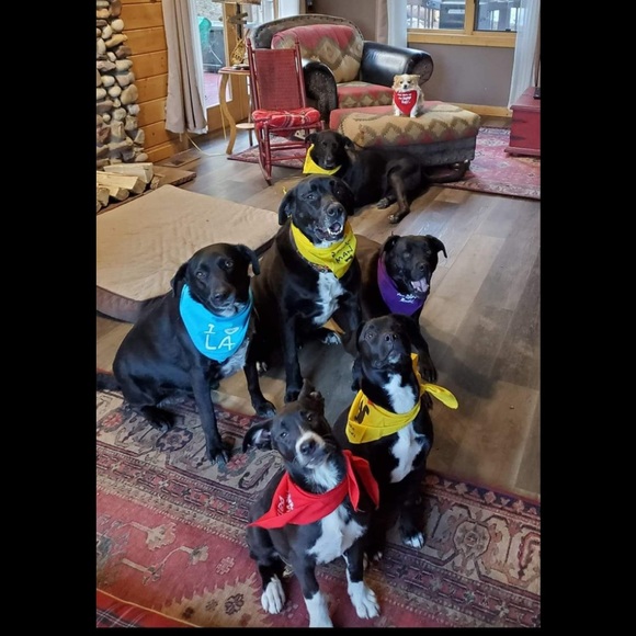 Camo Bandanna “Here Comes Kolohe! (Trouble) 🦴 w/bone”, NWT - Picture 4 of 4